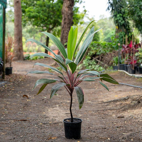 Pink Diamond Cordyline - Cordyline fruticosa 'Pink Diamond'-Evergreen,Fast Growing,Moderate Water,Outdoor,Partial Shade,Shrub,Subtropical,Tropical-Nursery Near Me