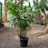 Pink Diamond Cordyline - Cordyline fruticosa 'Pink Diamond'-Evergreen,Fast Growing,Moderate Water,Outdoor,Partial Shade,Shrub,Subtropical,Tropical-Nursery Near Me