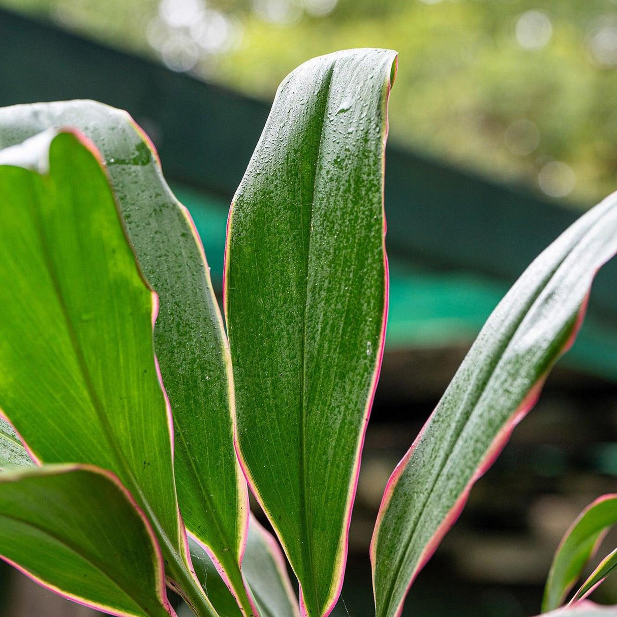 Pink Diamond Cordyline - Cordyline fruticosa 'Pink Diamond'-Evergreen,Fast Growing,Moderate Water,Outdoor,Partial Shade,Shrub,Subtropical,Tropical-Nursery Near Me