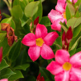 Pink Dipladenia - Mandevilla sanderi 'Rosea'-Climber,Evergreen,Fast Growing,Flowering,Full Sun,Moderate Water,Outdoor-Nursery Near Me