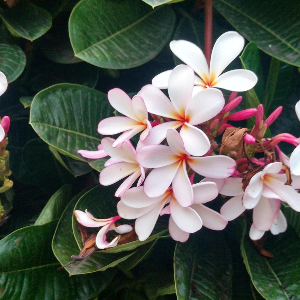 Pink Frangipani - Plumeria obtusa 'Petite Pink'-Deciduous,Fast Growing,Flowering,Full Sun,Moderate Water,Outdoor,Tropical-Nursery Near Me