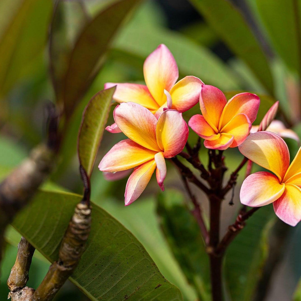 Pink Frangipani - Plumeria rubra-Deciduous,Flowering,Full Sun,Moderate Water,Outdoor,Slow Growing,Tree,Tropical-Nursery Near Me