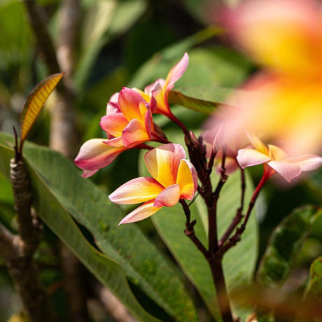 Pink Frangipani - Plumeria rubra-Deciduous,Flowering,Full Sun,Moderate Water,Outdoor,Slow Growing,Tree,Tropical-Nursery Near Me