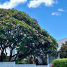Pink Frangipani