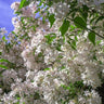 Pink Jasmine