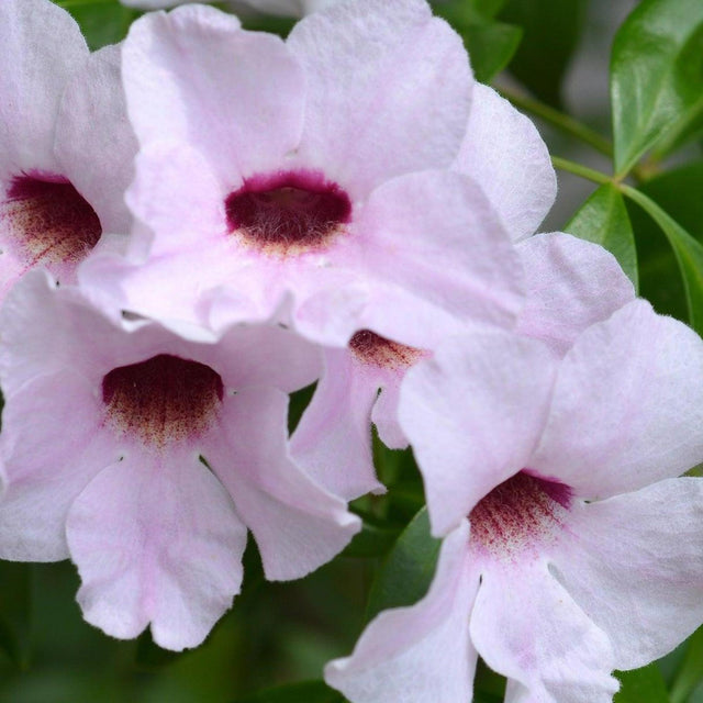 Pink Magic Bower Vine - Pandorea jasminoides 'Pink Magic'-Climber,Evergreen,Fast Growing,Flowering,Moderate Water,Outdoor,Partial Shade-Nursery Near Me