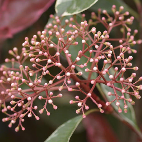 Pink Marble Photinia - Photinia 'Pink Marble'-Evergreen,Moderate Growing,Moderate Water,Outdoor,Partial Shade,Screening,Shrub-Nursery Near Me