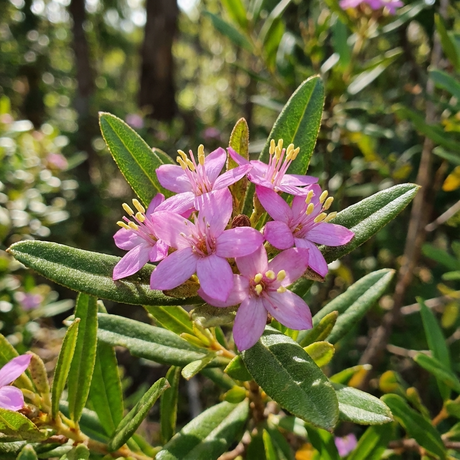 Cluster of small, bright pink flowers with yellow stamens and green leaves in sunlight—Pink Phebalium (Phebalium woombye ‘Pink’) is a compact, eye-catching Australian native shrub.