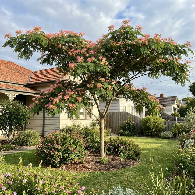 A small garden features the Pink Silk Tree (Albizia julibrissin), its branches adorned with silk-like pink flowers, in front of a suburban house.