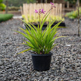 Pink Spathoglottis Orchid - Spathoglottis plicata-Evergreen,Flowering,High Water,Moderate Growing,Outdoor,Partial Shade,Tropical-Nursery Near Me