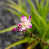 Pink Spathoglottis Orchid - Spathoglottis plicata-Evergreen,Flowering,High Water,Moderate Growing,Outdoor,Partial Shade,Tropical-Nursery Near Me