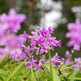 Pink Spathoglottis Orchid - Spathoglottis plicata-Evergreen,Flowering,High Water,Moderate Growing,Outdoor,Partial Shade,Tropical-Nursery Near Me