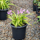 Pink Spathoglottis Orchid - Spathoglottis plicata-Evergreen,Flowering,High Water,Moderate Growing,Outdoor,Partial Shade,Tropical-Nursery Near Me