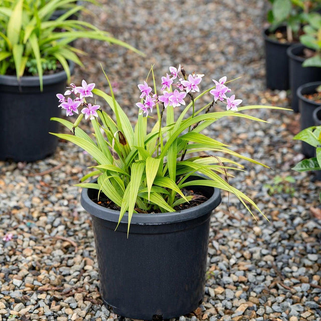 Pink Spathoglottis Orchid - Spathoglottis plicata-Evergreen,Flowering,High Water,Moderate Growing,Outdoor,Partial Shade,Tropical-Nursery Near Me