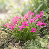 Star-shaped pink flowers of the Pink Star Plant - Rhodohypoxis ‘Beverly’ bloom among slender green leaves, creating a compact perennial display with low green foliage in the garden.
