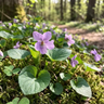 Pink Violet