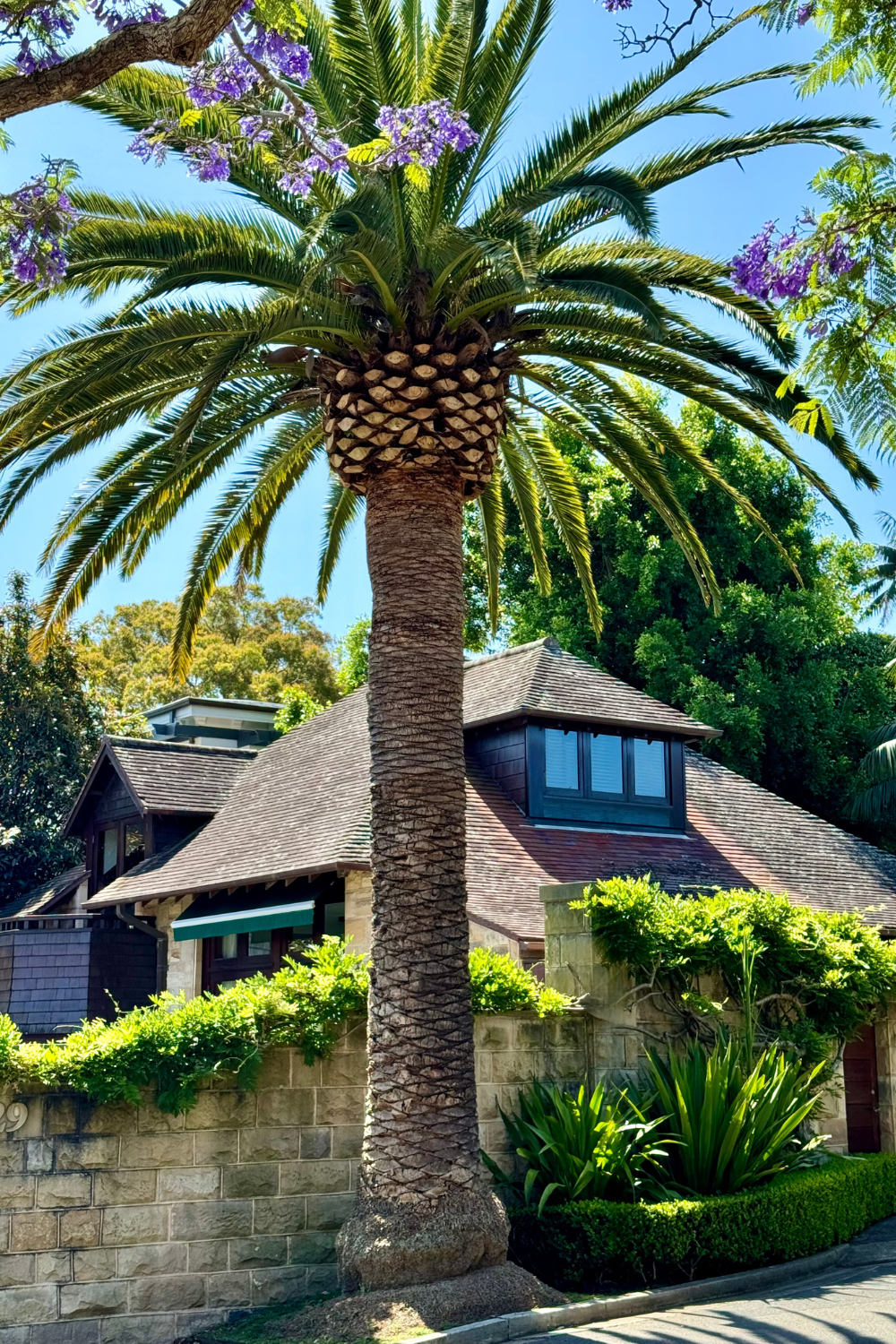 Canary Island Date Palm - Phoenix canariensis