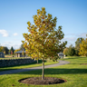 Plane Tree
