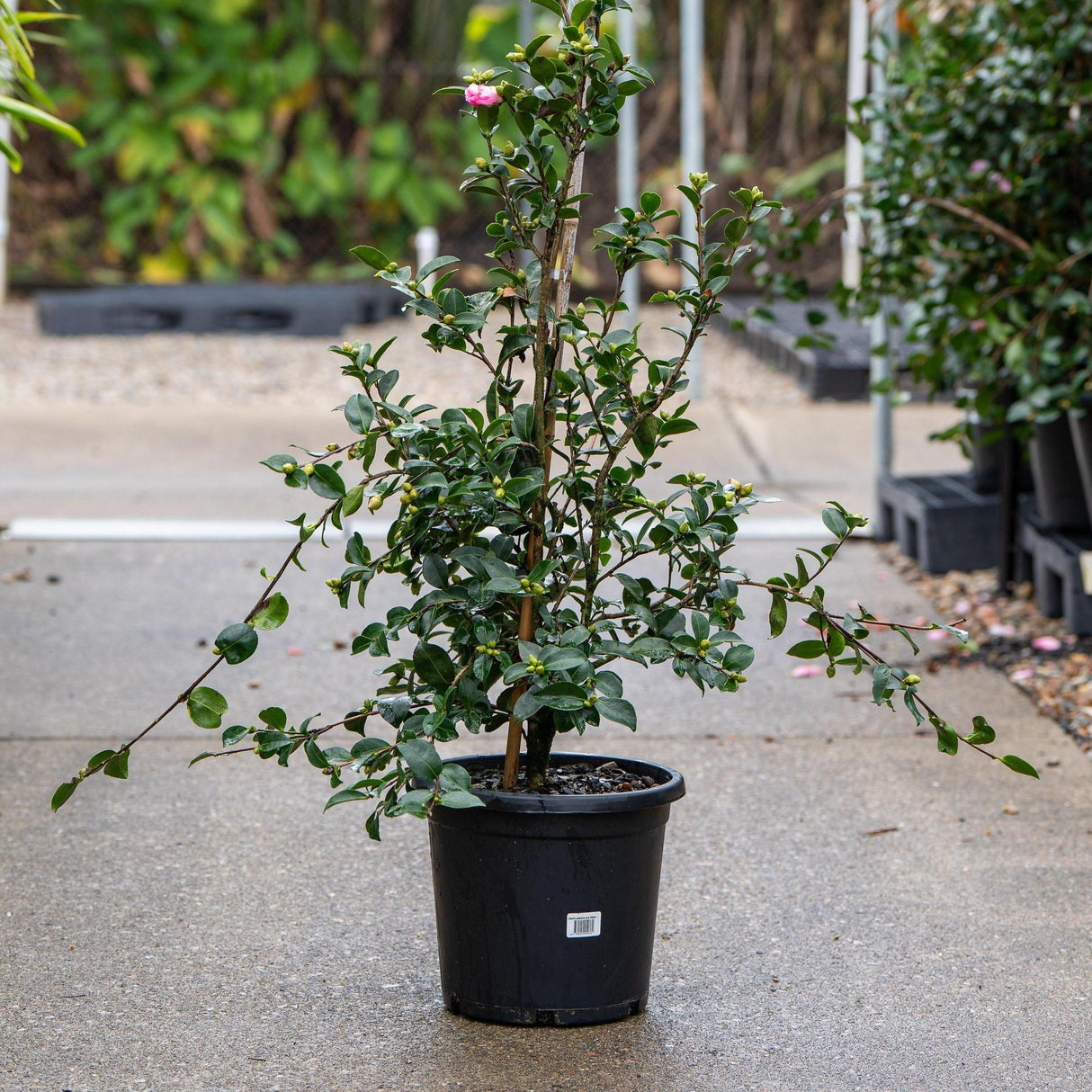 Plantation Pink Camellia - Camellia sasanqua 'Plantation Pink'-Evergreen,Flowering,Moderate Water,Ornamental,Outdoor,Partial Shade,Slow Growing-Nursery Near Me