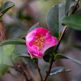 Plantation Pink Camellia - Camellia sasanqua 'Plantation Pink'-Evergreen,Flowering,Moderate Water,Ornamental,Outdoor,Partial Shade,Slow Growing-Nursery Near Me