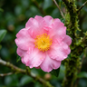 Plantation Pink Camellia