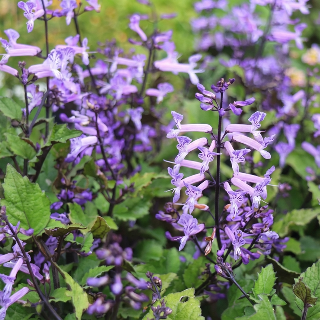 Plectranthus ‘Cape Angel Purple’ features clusters of purple flowers and green leaves, making it a shade-tolerant groundcover ideal for adding color and texture to shady garden spots.