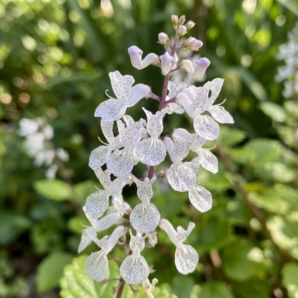 Plectranthus ‘White’ features small, delicate white flowers with purple speckles and thrives in shade, creating a charming groundcover against lush green foliage.