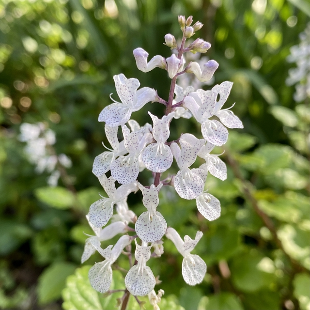 Plectranthus ‘White’ features small, delicate white flowers with purple speckles and thrives in shade, creating a charming groundcover against lush green foliage.