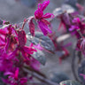 Plum Gorgeous Loropetalum