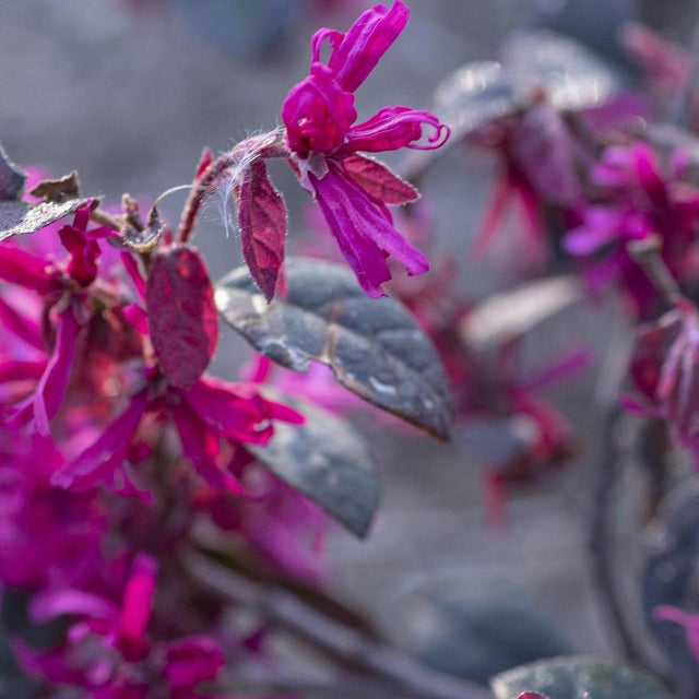 Plum Gorgeous Loropetalum - Loropetalum chinense 'Plum Gorgeous'-Evergreen,Flowering,Moderate Water,Outdoor,Partial Shade,Shrub,Slow Growing-Nursery Near Me