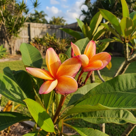 Two vibrant Plumeria rubra ‘Apricot’ flowers bloom on a leafy plant in a sunny garden, adding a tropical touch with their striking orange and pink hues.