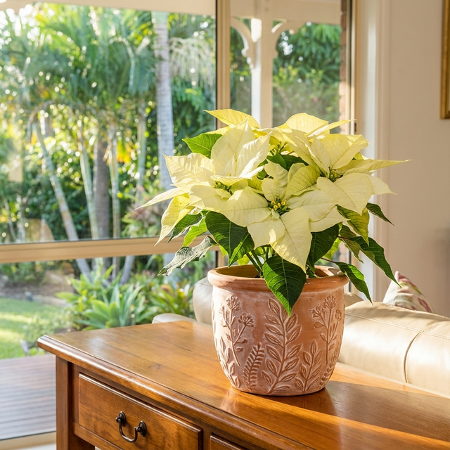 The Poinsettia ‘Polar’ (Euphorbia pulcherrima), a festive indoor plant, sits on a wooden table by a sunlit window overlooking the garden.
