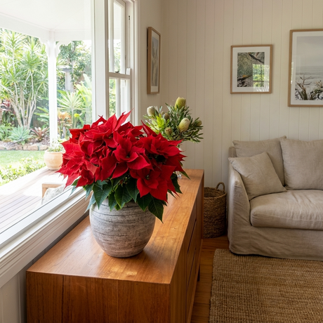 A Poinsettia ‘Prestige Red’ (Euphorbia pulcherrima) in a pot brightens a living room table beside a sofa, adding vibrant festive décor to your indoor Christmas setting.
