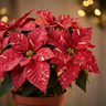 Poinsettia ‘Red Glitter’