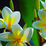 Pointed Leaf Frangipani