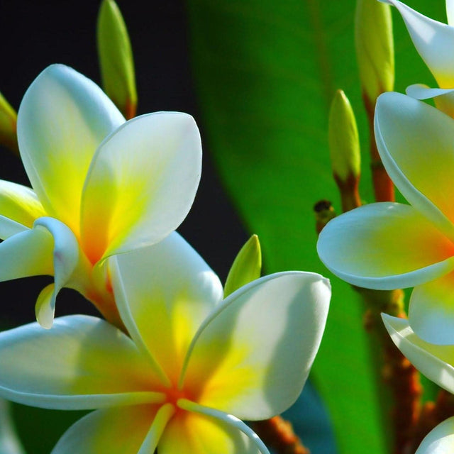 Pointed Leaf Frangipani - Plumeria acuta-Deciduous,Fast Growing,Flowering,Full Sun,Moderate Water,Outdoor,Tropical-Nursery Near Me