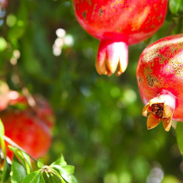 Pomegranate Tree - Punica granatum-Deciduous,Fruiting,Full Sun,Low Water,Moderate Growing,Outdoor,Tree-Nursery Near Me