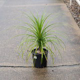 Ponytail Palm - Beaucarnea recurvata-Evergreen,Full Sun,Low Water,Ornamental,Outdoor,Palm,Slow Growing-Nursery Near Me