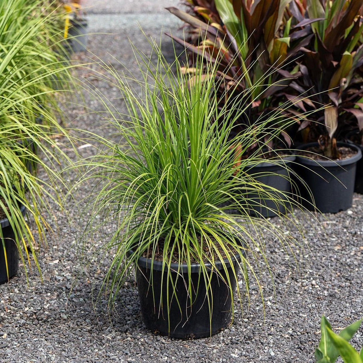 Ponytail Palm - Beaucarnea recurvata-Evergreen,Full Sun,Low Water,Ornamental,Outdoor,Palm,Slow Growing-Nursery Near Me