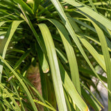 Ponytail Palm - Beaucarnea recurvata-Evergreen,Full Sun,Low Water,Ornamental,Outdoor,Palm,Slow Growing-Nursery Near Me