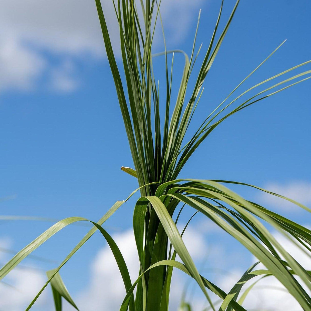 Ponytail Palm - Beaucarnea recurvata-Evergreen,Full Sun,Low Water,Ornamental,Outdoor,Palm,Slow Growing-Nursery Near Me