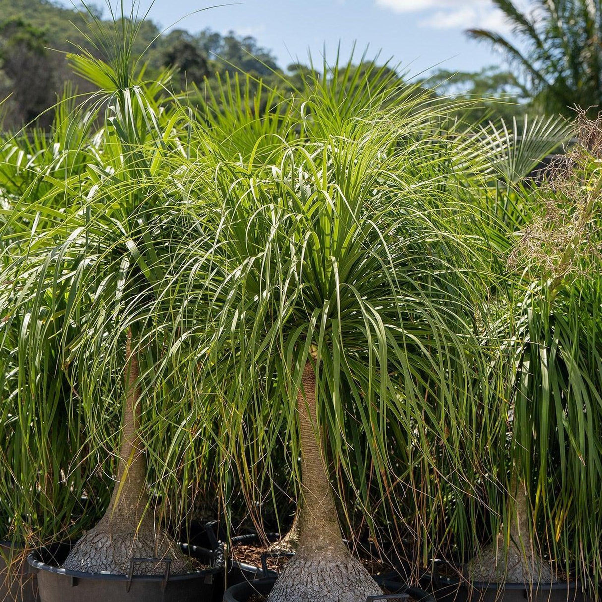 Ponytail Palm - Beaucarnea recurvata-Evergreen,Full Sun,Low Water,Ornamental,Outdoor,Palm,Slow Growing-Nursery Near Me