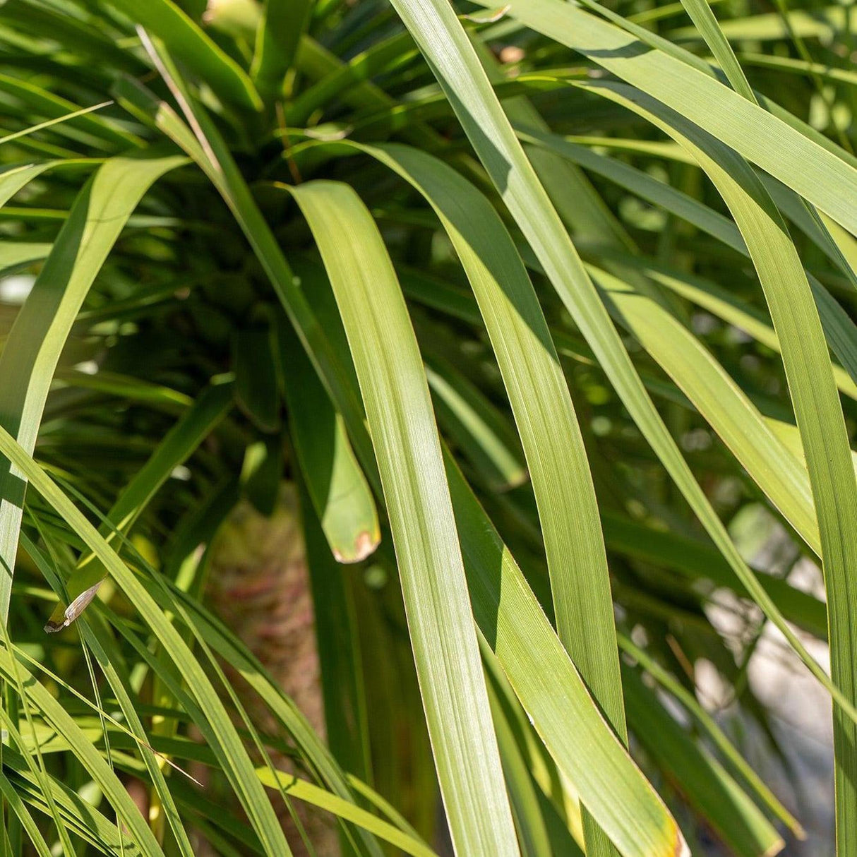 ponytail palm online Ponytail Palm - Beaucarnea recurvata