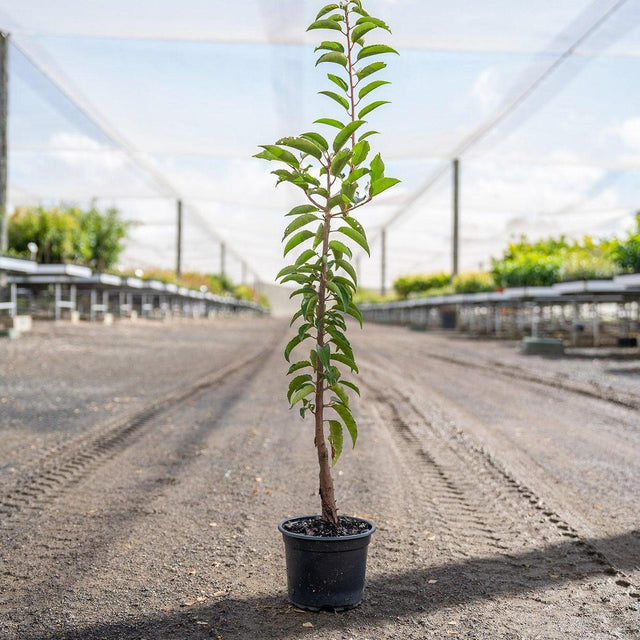 Portuguese Laurel - Prunus lusitanica-Evergreen,Hedge,Moderate Growing,Moderate Water,Outdoor,Partial Shade,Screening-Nursery Near Me