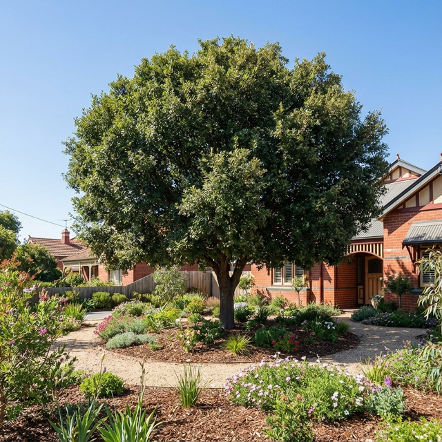 A Portuguese Oak - Quercus lusitanica stands in a landscaped front yard with flowers, shrubs, mulch, and a red brick house in the background, adding Mediterranean garden charm.