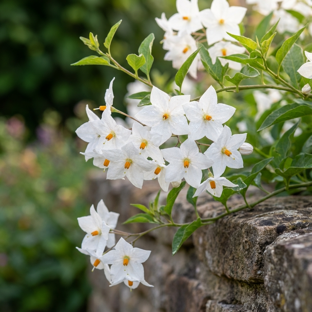 White star-shaped flowers with yellow centers from the evergreen climber Potato Vine - Solanum jasminoides cascade over a garden stone wall.