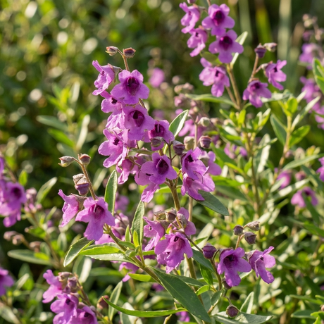The Oval Leaf Mint Bush - Prostanthera ovalifolia features clusters of mauve-purple flowers and green leaves that shine in sunlight, making this Australian native shrub ideal for outdoor gardens.