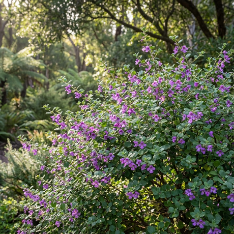 The Round Leaf Mint Bush (Prostanthera rotundifolia), an Australian native shrub with fragrant foliage and small purple flowers, flourishes in a lush green garden as sunlight glows softly through the surrounding trees.