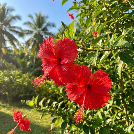 Vivid red Psyche Hibiscus (Hibiscus rosa sinensis 'Psyche') blooms stand out against evergreen foliage, sunlight, and palm trees in the background.