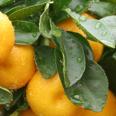 Pummelos clustered together with green leaves, glistening with fresh water droplets—perfect for a homegrown citrus display or as fruit from your own Pummelo Citrus Tree (Citrus maxima) on the patio.